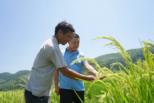 杂交水稻制种大户陈良东（左）和农技师褚清木 在查看水稻抽穗扬花情况。陈昆摄