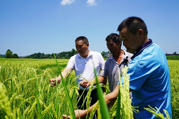 杂交水稻制种大户陈良东（中）和农技师褚清木（右）、村党支部书记黄俊榜（左）在查看水稻扬花情况。陈昆摄