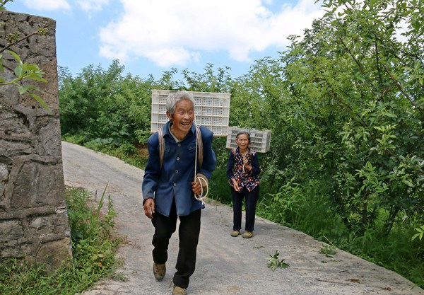 2022年7月26日 ，纳雍县百兴镇泥奢期村藤椒种植基地，采摘藤椒的村民满载而归。