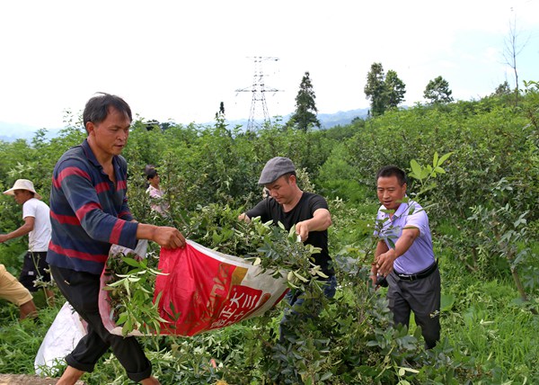 2022年7月26日，纳雍县百兴镇泥奢期村藤椒种植基地里，村民在搬运藤椒。