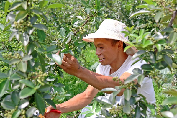 2022年7月26日，纳雍县百兴镇泥奢期村藤椒种植基地里，村民在采摘藤椒。
