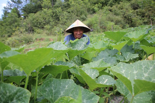 王子和正在香芋南瓜基地除草。