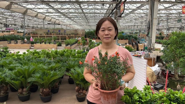 1 林福志的愛人胡女士在鄭州花卉市場內照看生意。.jpg