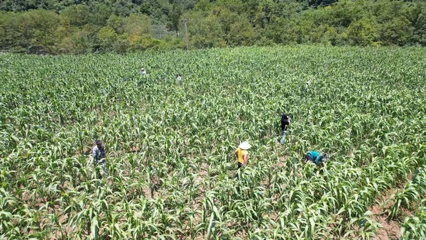 大方县长石镇撂荒地整治后高粱种植基地。郑玮摄