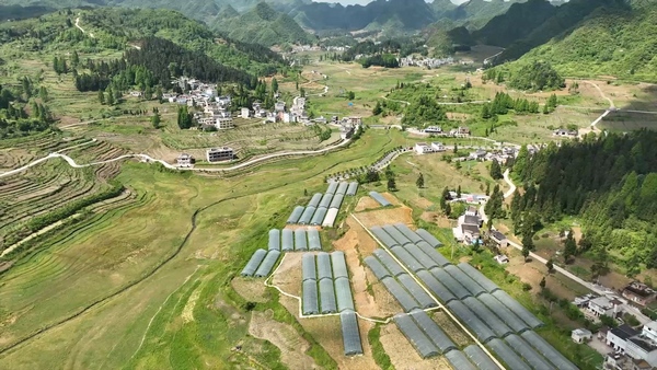 大方县长石镇撂荒地整治后海花种植基地。郑玮 摄.jpg