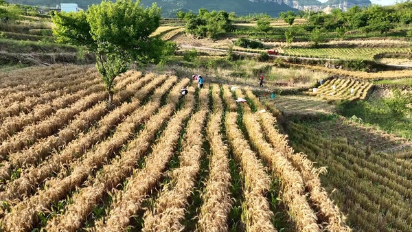 大方县长石镇撂荒地整治后小麦种植基地。郑玮摄