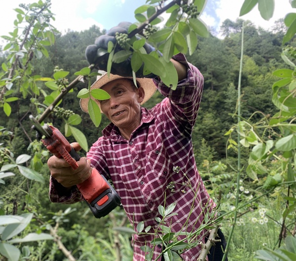 赵福银在花椒基地里剪枝.