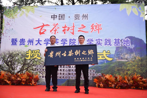 1.桐梓县尧龙山镇被贵州省茶叶协会授予“贵州省古茶树之乡”称号。
