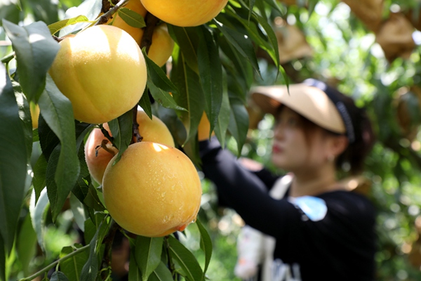 2观山湖区的盛夏果实——黄金蜜桃成熟上市。