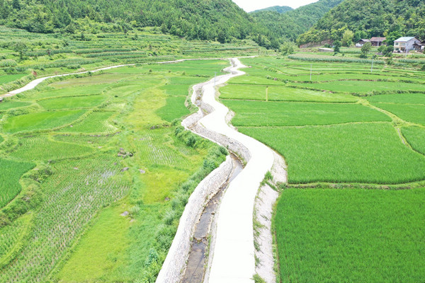 在石阡县聚凤乡枫香屯村，高标准农田项目落成后，700余亩稻谷长势良好。