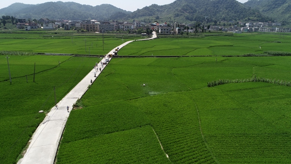 金沙县利用植保无人机开展水稻统防统治。
