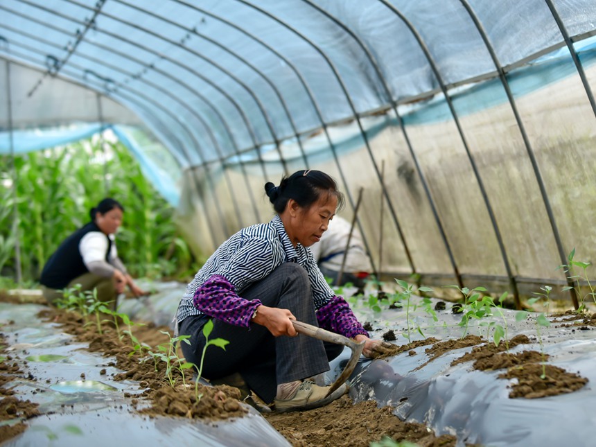 村民在罗甸县逢亭镇祥脚村蔬菜种植基地移栽辣椒苗。