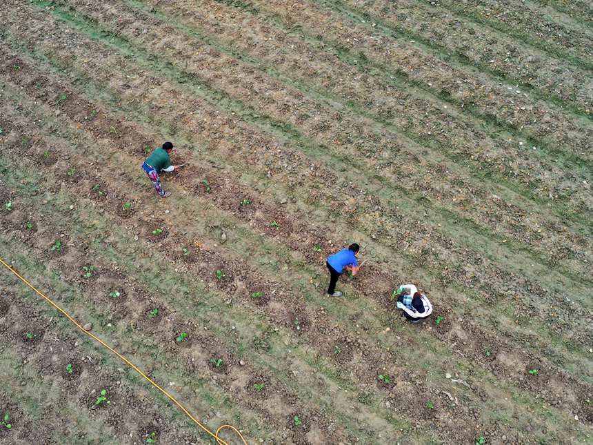 村民在羅甸縣逢亭鎮祥腳村蔬菜種植基地移栽茄子苗。