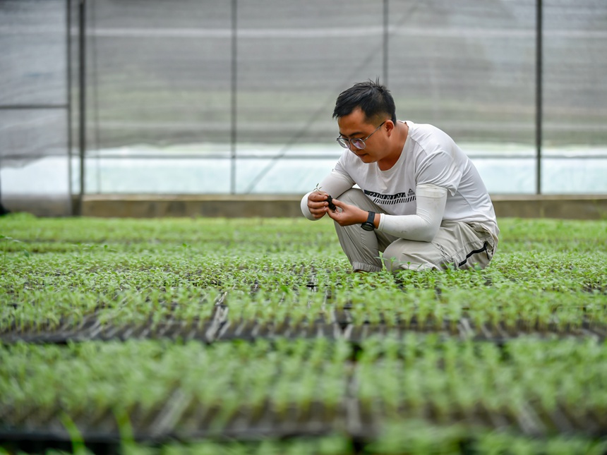 技術員在羅甸縣逢亭鎮祥腳村蔬菜種植基地觀察菜苗長勢情況。