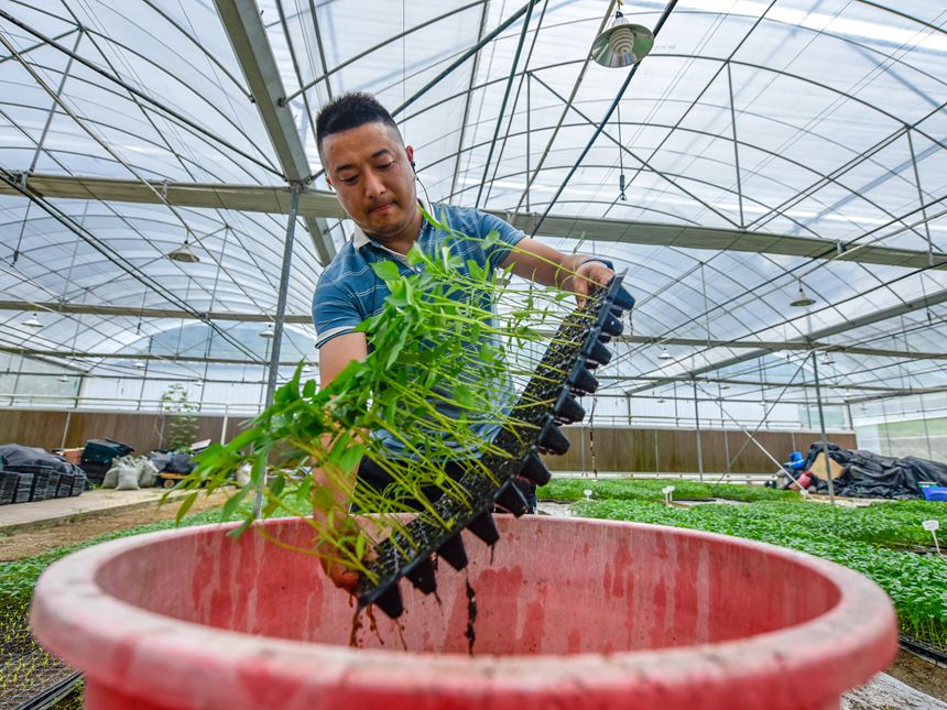 技术员在罗甸县逢亭镇祥脚村蔬菜种植基地让菜苗泡营养液。