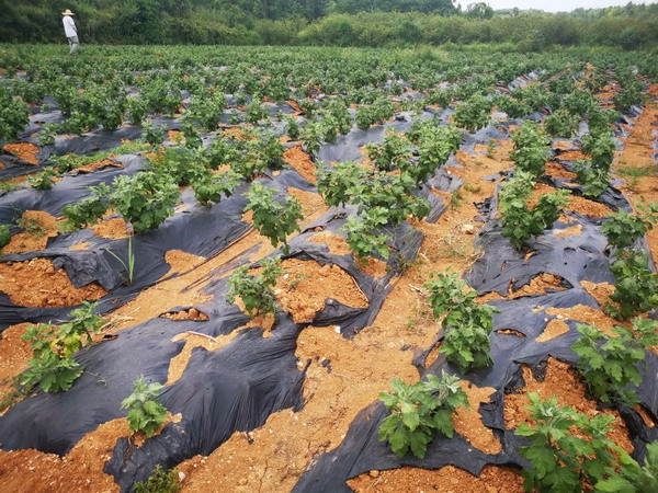 万山区鱼塘乡产业之花遍地开，乡村振兴硕果来。