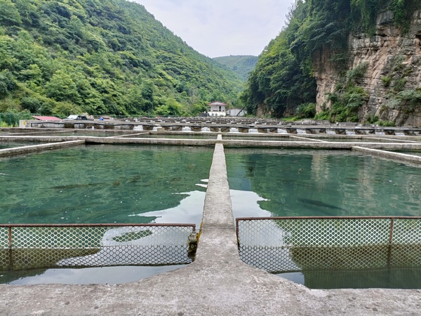 大方县大山乡三文鱼养殖基地。