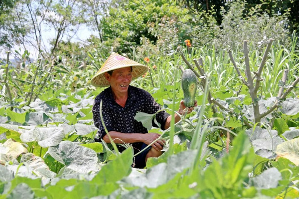 藤椒和南瓜混种促增收。