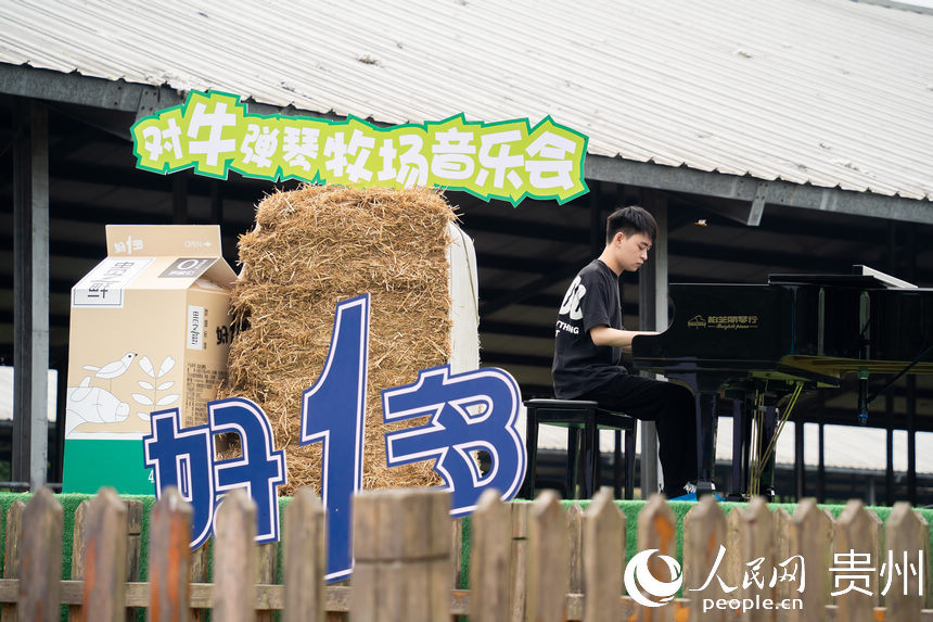 “對牛彈琴師”在為奶牛們演奏鋼琴曲。人民網 涂敏攝
