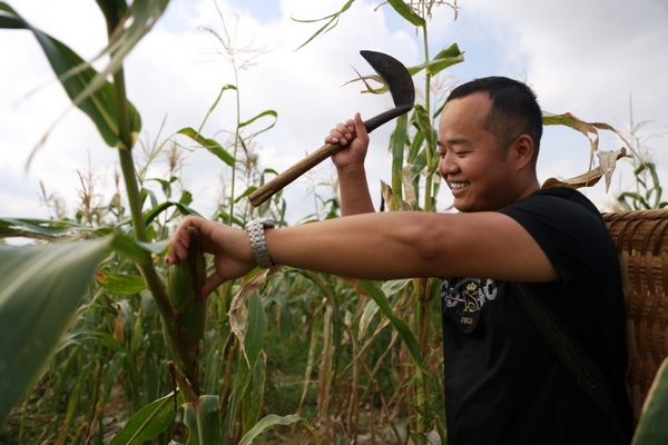 村民在地里掰玉米。