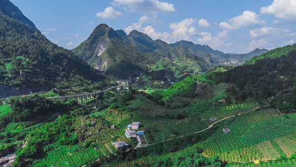 火龙果种植基地一角。