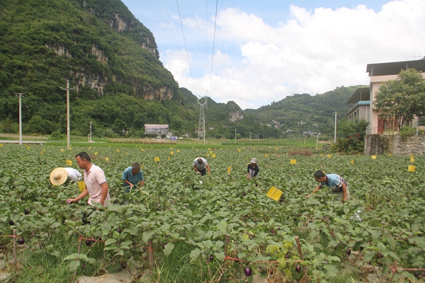 村民在基地里采摘茄子。