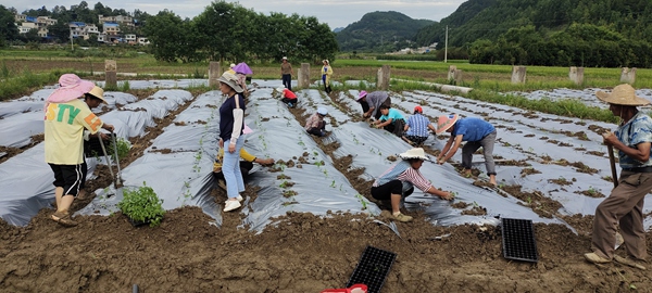 边阳镇辣椒种植基地，群众正在移栽辣椒苗。