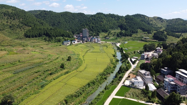 岑巩县天星乡地城村黑岩冲组的杂交水稻制种基地。