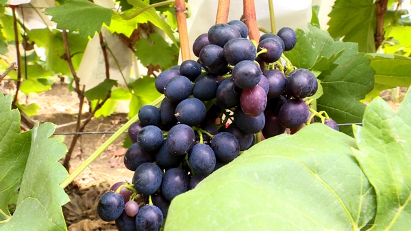 葡萄成熟上市。
