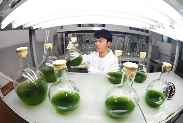 技術人員進行藻細胞培養,定期搖瓶。