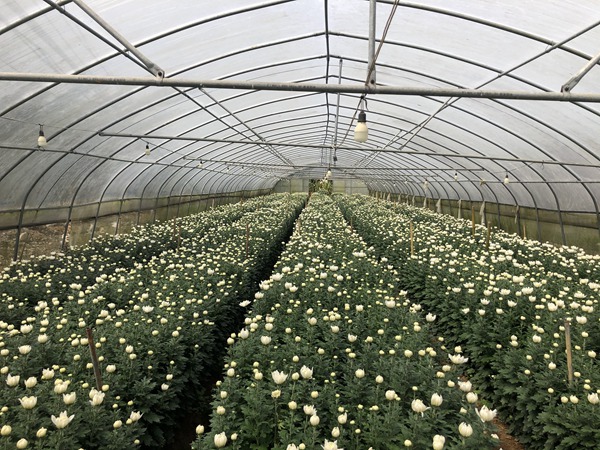 基地大棚中綻放的菊花。