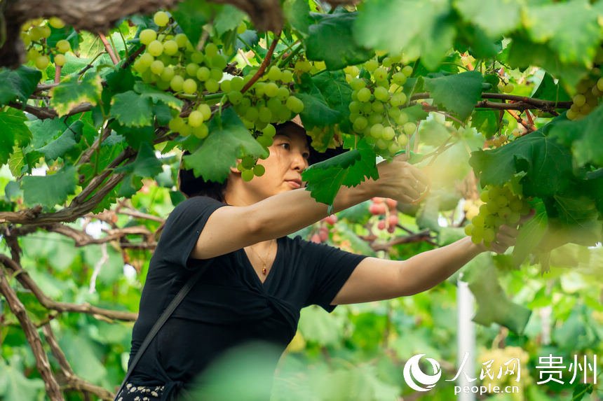 游客在葡萄园内挑选成熟的葡萄。人民网 涂敏摄
