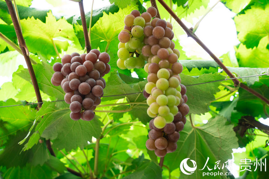葡萄园内成熟的葡萄。人民网 涂敏摄