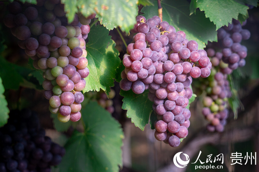 葡萄園內成熟的葡萄。人民網 涂敏攝