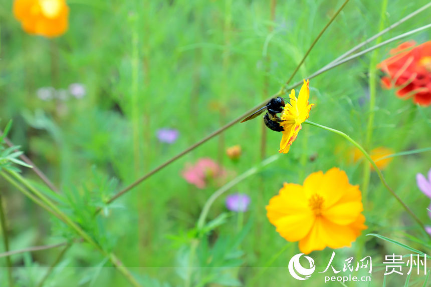 蜜蜂在花上采蜜。人民网 顾兰云摄