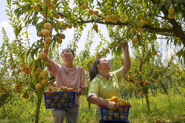 2022年8月15日，贵州省黔西市太来彝族苗族乡方田村金秋李种植基地，村民采摘金秋李。B62I0126.JPG