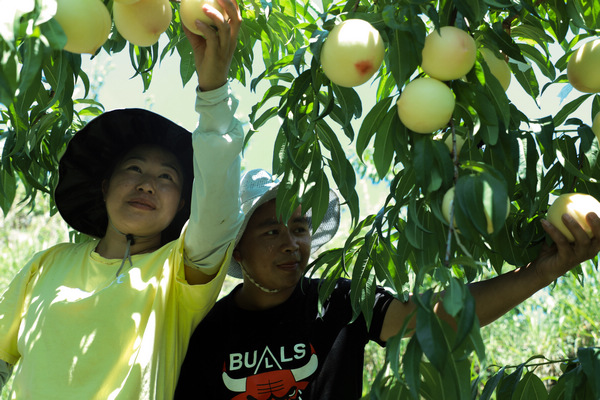 王华夫妇在堰塘村高榜桃李种植基地采摘桃子。郑永扬摄