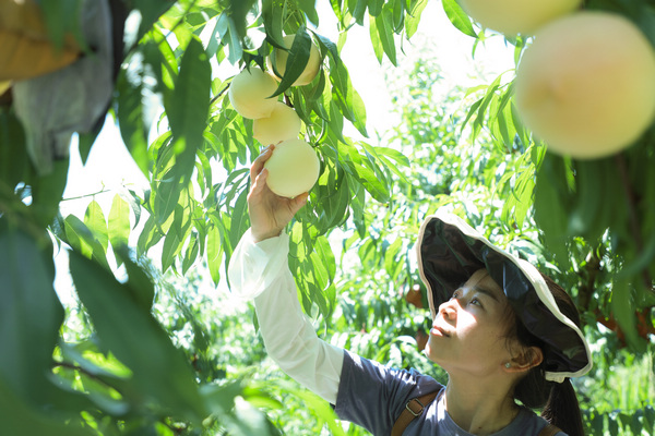 游客在堰塘村高榜桃李種植基地採摘桃子。鄭永揚攝