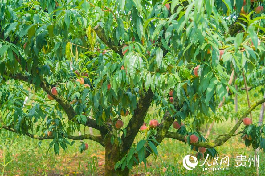 碩果滿枝頭。人民網 陽茜攝