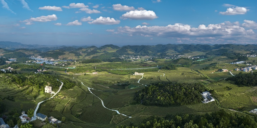 禹謨鎮新寨村高粱種植基地航拍。