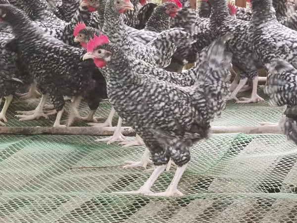 图2为贵州省三穗县台烈镇台烈村七里冲林下养鸡场养殖的芦花鸡。