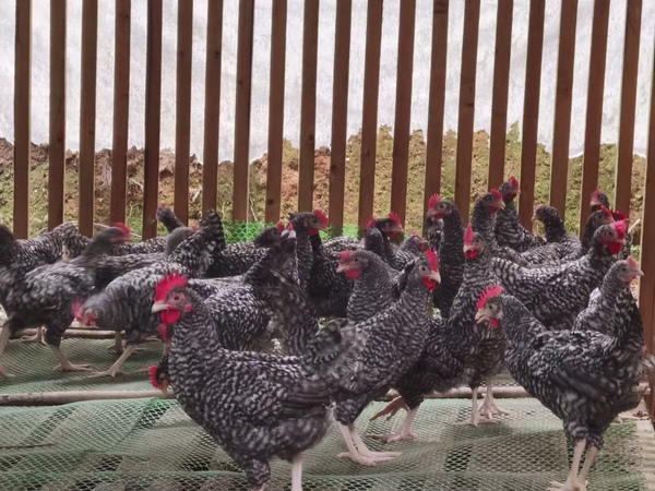 图3为贵州省三穗县台烈镇台烈村七里冲林下养鸡场养殖的芦花鸡。