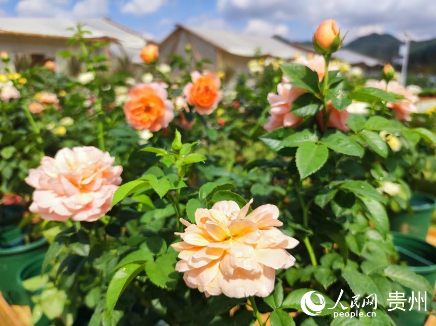 園藝區的花朵。人民網 李麗萍攝