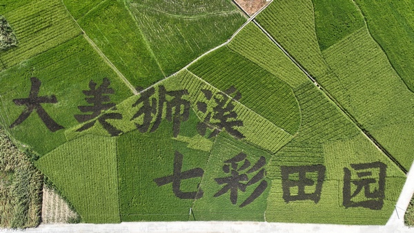 獅溪鎮稻田藝術字。楊瀚攝