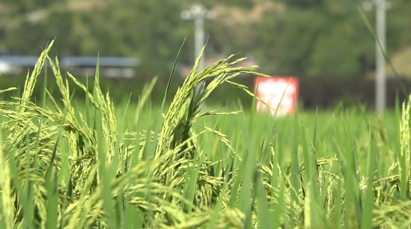 綠色水稻進入抽穗成熟期。婁臣攝