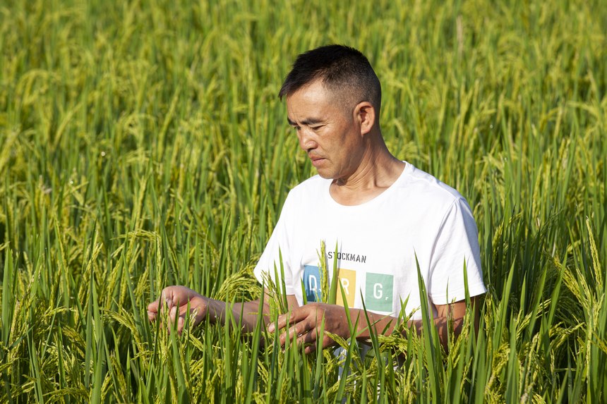 2022年8月19日，贵州省黔西市洪水镇优质水稻种植基地，农民查看水稻灌浆情况。