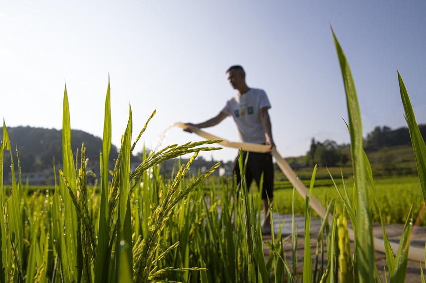 2022年8月19日，贵州省黔西市洪水镇优质水稻种植基地，农民抽水抗旱保粮。