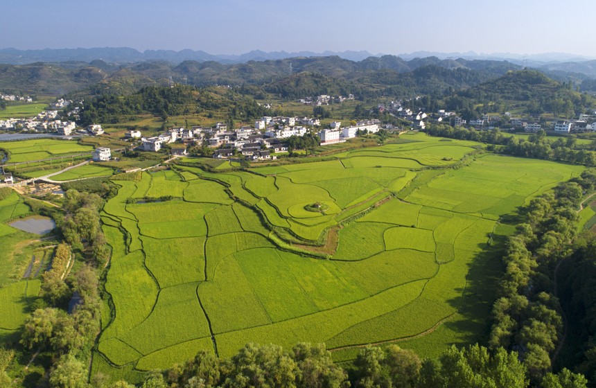 2022年8月19日，贵州省黔西市洪水镇优质水稻种植基地一角（无人机照片）。