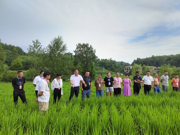 图为农技人才为群众指导杂交水稻管护技术。张莉摄