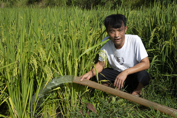 2022年8月21日，贵州省黔西市金碧镇铧口寨社区优质水稻生产基地，农民抽水浇灌水稻。